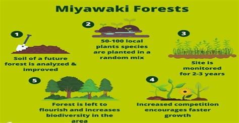 The Miyawaki Plantation Method What You Should Know Examarc