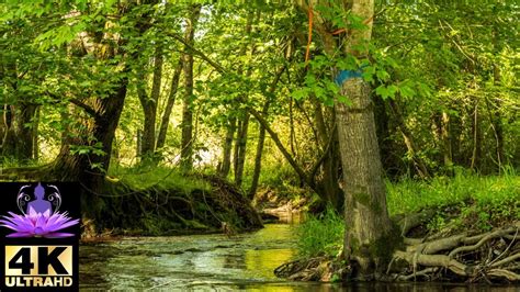 Peaceful Forest River Relaxing Water Stream Sounds Life Is A