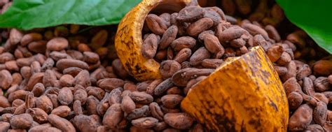 Cacao Y Sus Precios Altos Una Fiebre Del Oro Agricultura Cultivo