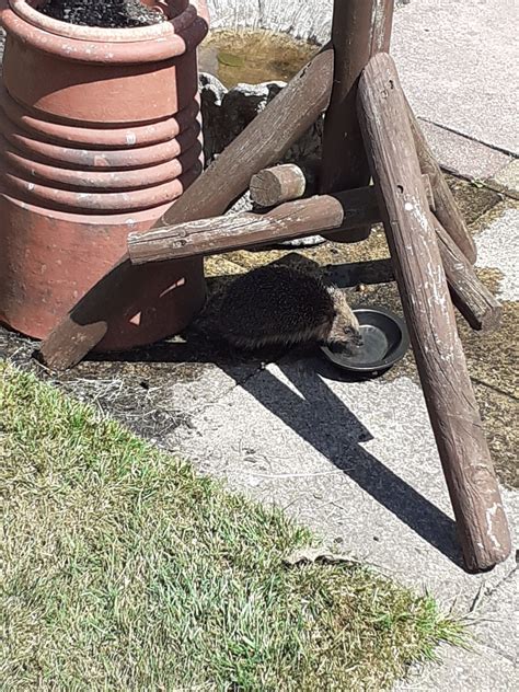 tips for hedgehog not drinking safely 5