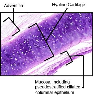 Anatomy A215 Virtual Microscopy