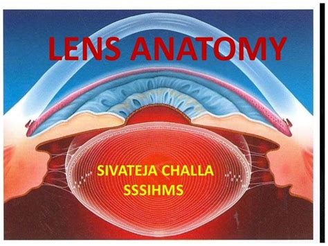 HUMAN Lens ANATOMY