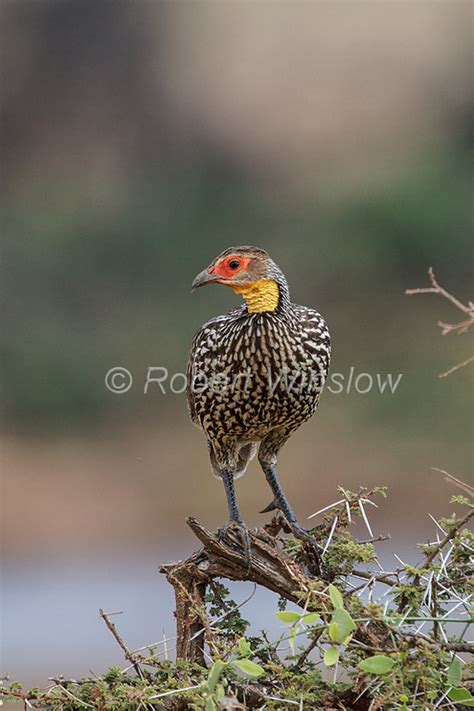 Birds Of East Africa Largest And Most Popular Gallery On The Website