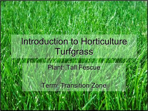 Turf Transition Zone | PPT