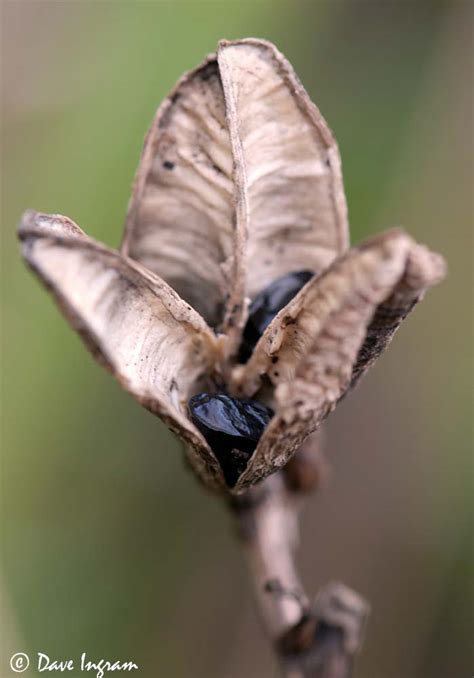 Amongst the Lily Seeds