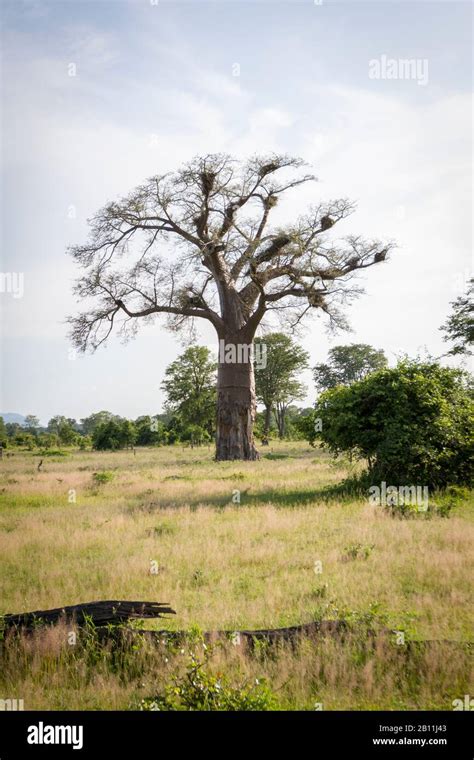 Baobab Tree South Africa High Resolution Stock Photography and Images ...