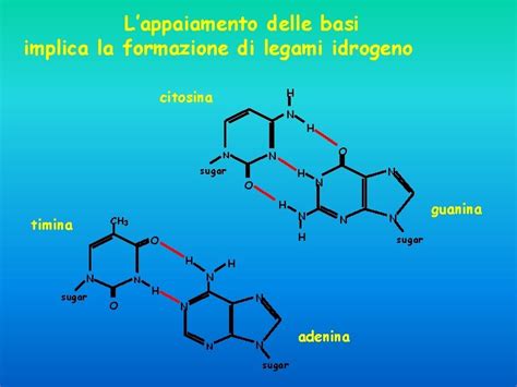 La Struttura Del DNA La Struttura Laterale Del