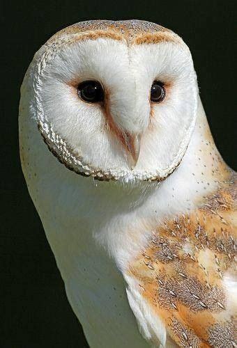 Pin By Marie Decaux On Chouettes Et Hiboux Owls Owl Barn Owl Owl