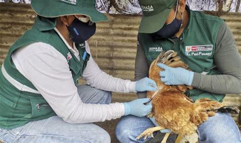 Senasa Confirma Primeros Casos De Influenza Aviar En Aves Dom Sticas En