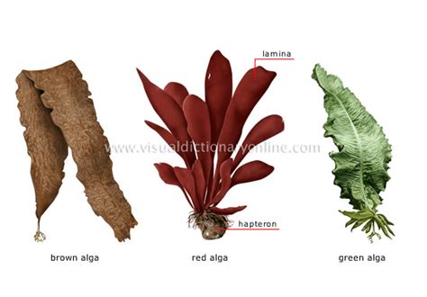 PLANTS & GARDENING :: PLANTS :: ALGA :: EXAMPLES OF ALGAE image - Visual Dictionary Online