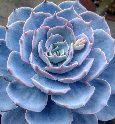 All You Need To Know About Echeveria Morning Beauty