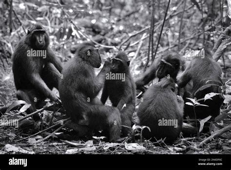 A Troop Of Sulawesi Black Crested Macaque Macaca Nigra Is