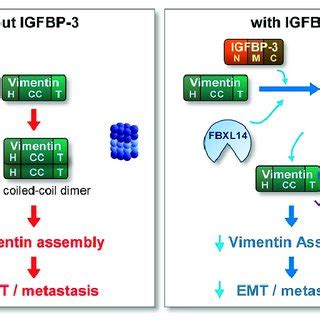 Schematic Model Of The Mechanism Underlying The Antimetastatic Effect