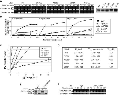 The Intrinsic Affinity Between E2 And The Cys Domain Of E1 In Ubiquitin