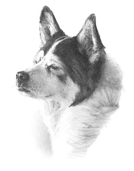 Mike Theuer Pet Portraits Gallery Pet Drawings And Paintings