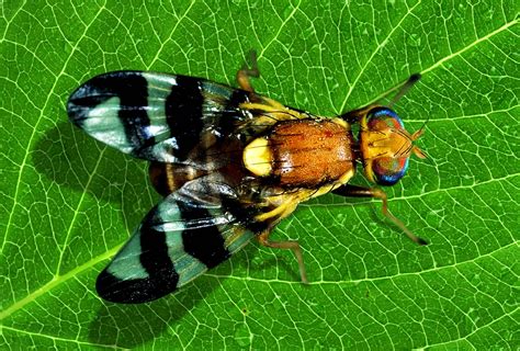 Walnut Husk Fly Management - Progressive Crop Consultant