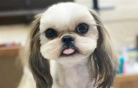 Guia De Peso Do Shih Tzu