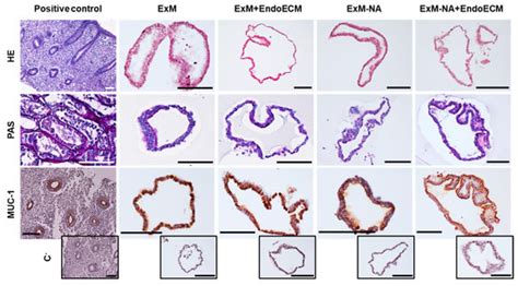 Jpm Special Issue Endometrial Stem Progenitor Cell Biology