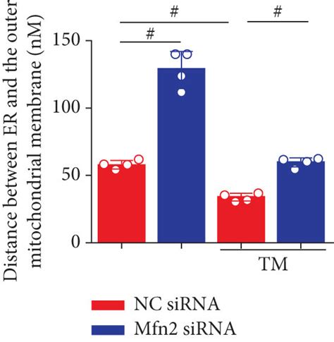 Mfn2 Sirna Disrupts Endoplasmic Reticulum Er Mitochondria Tethering