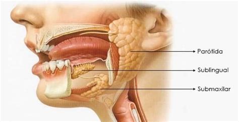 Glándulas Salivales Inflamadas Causas y Tratamientos