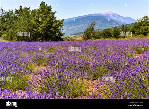 Mont Ventoux Avec Champ De Lavande En Premier Plan Le Village De