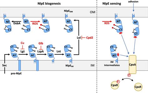 Emerging Roles For Nlpe As A Sensor For Lipoprotein Maturation And