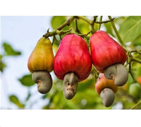 Kasoy/akasuy/Balubad tree seedlings Cashew tree, Furniture & Home Living, Gardening, Plants ...