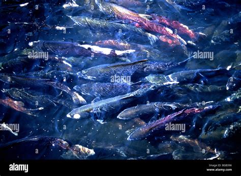 Chinook Salmon Fish Scales Hi Res Stock Photography And Images Alamy