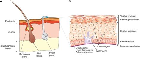 Structure Of The Skin And Subcutaneous Tissue