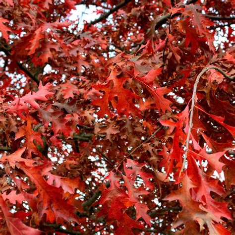 Chêne rouge d Amérique Quercus rubra Tige 10 12 pot de 30 litres