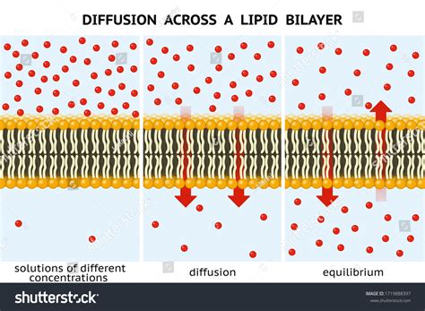 Diffusion Osmosis Images Stock Photos Vectors Shutterstock