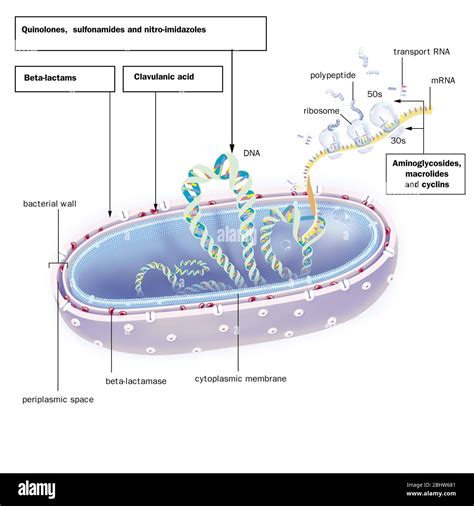 Bacteria Gram Negativa En La Sección El Adn El Arnm Ribosomas Tratamientos La Bacteria Es