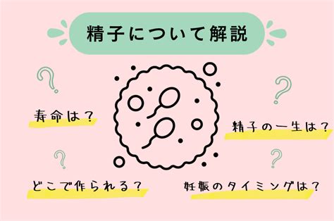 精子の寿命は？射精後に妊娠しやすいタイミングや精子の疑問を徹底解説 妊活ならベビーライフ研究所