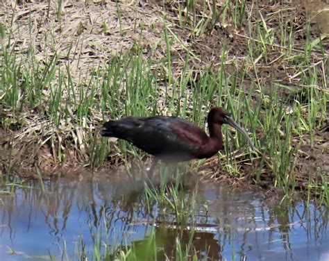 Ebird Qu Bec Checklist May Parc De La Rivi Re Etchemin