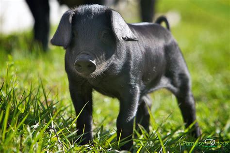 Large Black Hog Piglet Paradise Hogs Flickr Photo Sharing