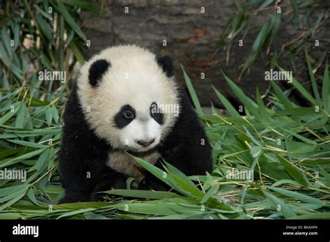 Top 999 Baby Panda Images Amazing Collection Baby Panda Images Full 4K