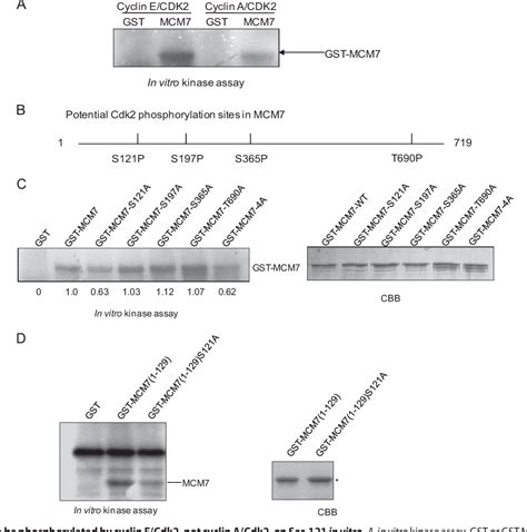 Figure From Phosphorylation Of Minichromosome Maintenance Protein