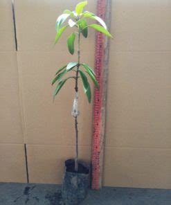 Jual Tanaman Mangga Alpukat 60 80 Cm BibitBunga