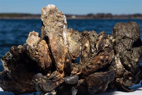 Benefits Of Oyster Restoration Go Beyond The Bay