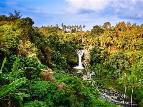 Bali Monkey Forest Waterfall Rice Terrace Private Tour Getyourguide