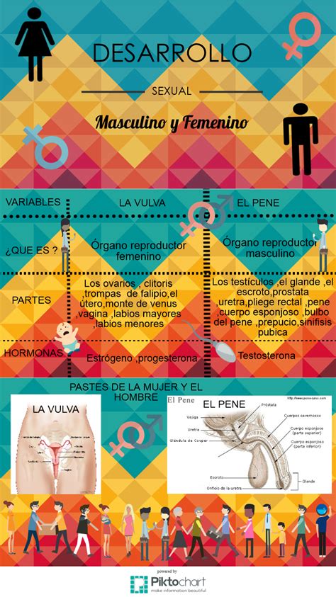 Sexualidad Masculina Y Femenina Infograf A Desarrollo Sexual