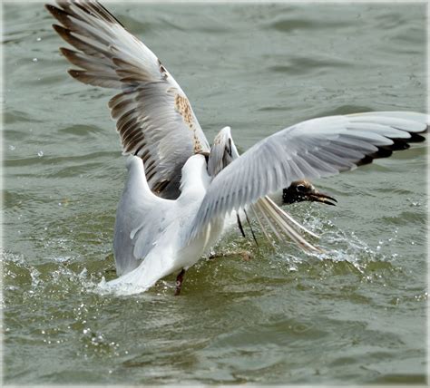gull gulls water  photo  pixabay pixabay