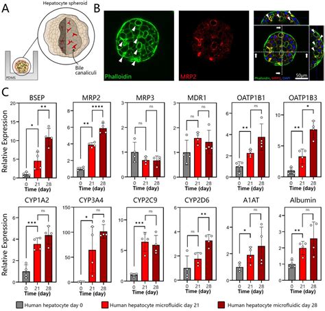 Pdf Guiding Hepatic Differentiation Of Pluripotent Stem Cells Using