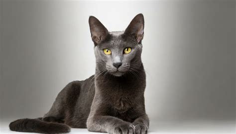 Korat Breed Profile Homepetguide