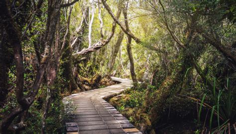 CHILOÉ NATIONAL PARK - travelArt