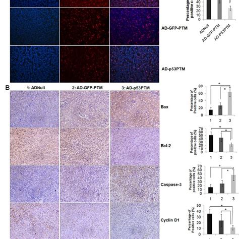 Effect Of Ad P53 Ptm On The Proliferation Cell Cycle And Apoptosis Of