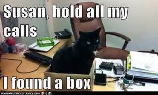 Office Work Funny Memes Animals