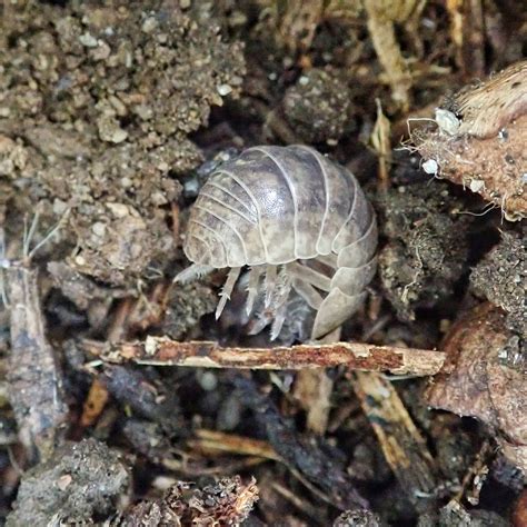 Armadillidium Vulgare 10000 Things Of The Pacific Northwest