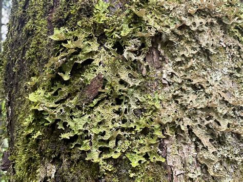 Tree Lungwort From Hallstatt Am Hallst Tter See Ober Sterreich At On