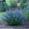 Proven Winners In Qt Beyond Midnight Bluebeard Caryopteris Live